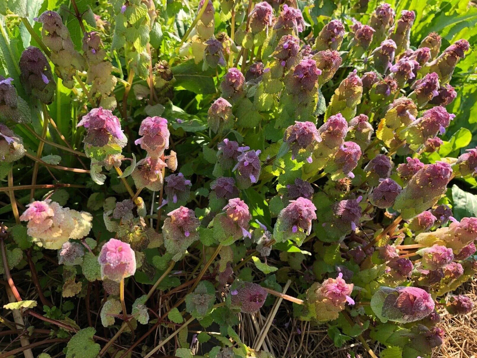 Organic Purple Dead-Nettle 25 Seeds - Medicinal Herb Lamium Purpureum Archangel