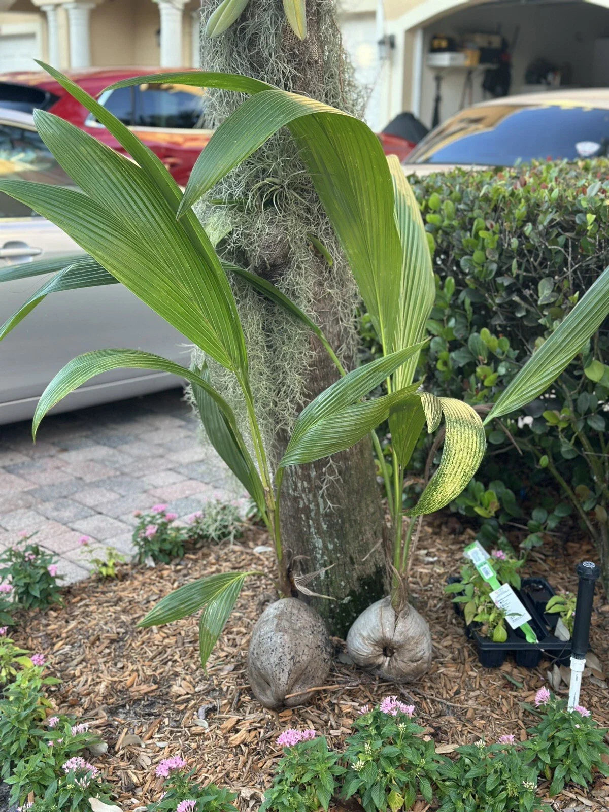 Sprouted Coconut Palm Tree Seed 4'-5' | Live Coco Plant | Cocos nucifera | Straight From Florida