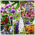 Wildflower Seeds 2 Ounces - 50000+ Mixed Perennial & Annual Seeds for Planting - Ideal for Gardens and Pollinators