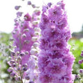 Delphinium Seeds - 50 Sweethearts Perennial Flower Seeds - Delphinium spp. for Garden Planting - USA Grown
