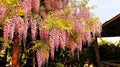 Rare Pink Wisteria Bonsai Tree Seeds, 5 Seeds - Japanese Wisteria (Wisteria floribunda)