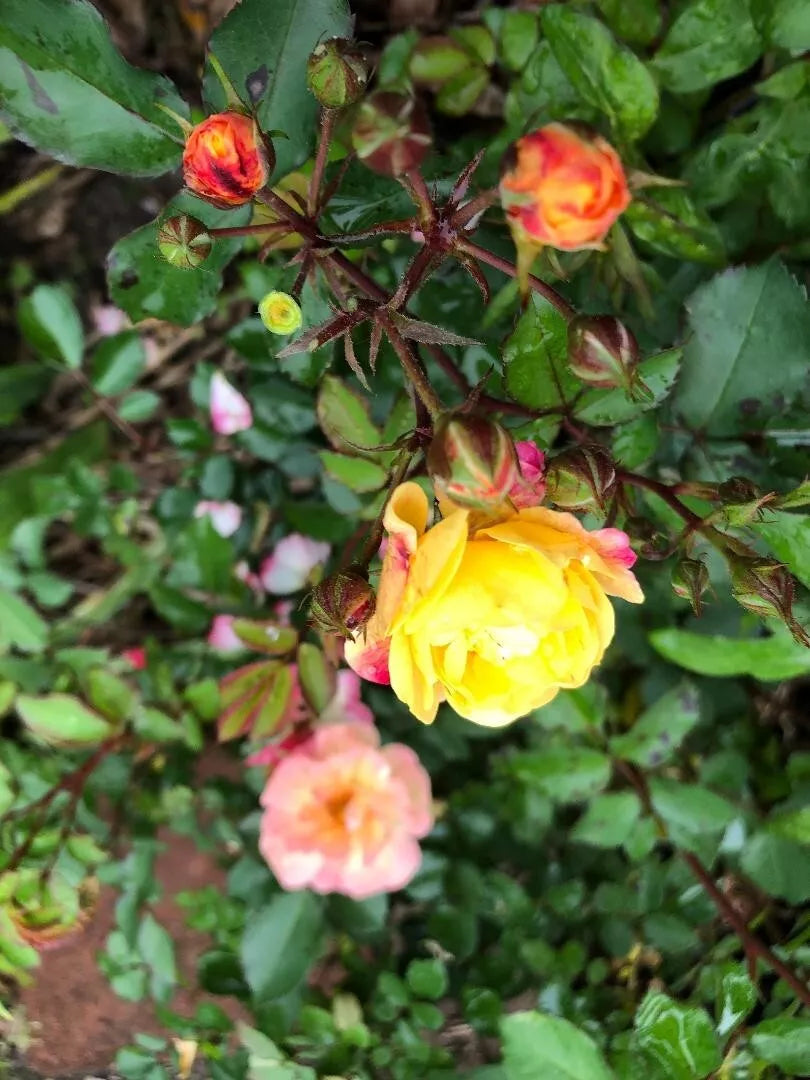 Fragrant Rosa Easy Going Shrub Rose Cuttings - 3 Pack, 6" Long, Ideal for Gardens, Rosa 'Easy Going'