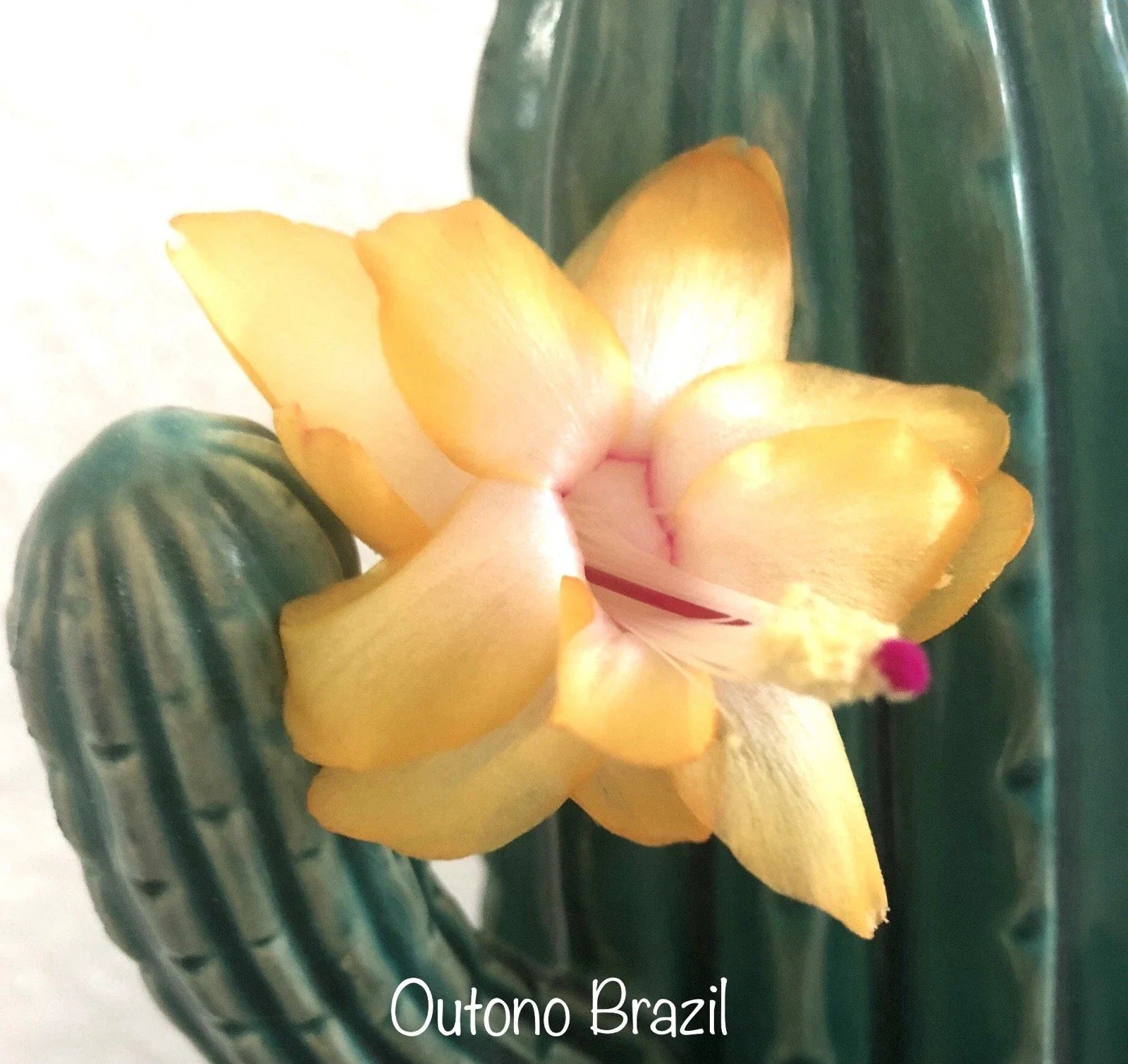 Thanksgiving Christmas Cactus Cuttings - 3 OUTONO BRAZIL Schlumbergera Succulent Plants