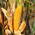 Reid's Yellow Dent Corn - 100 Seeds - Open-Pollinated Yellow Flint - Non-GMO, Heirloom Variety (Zea mays)