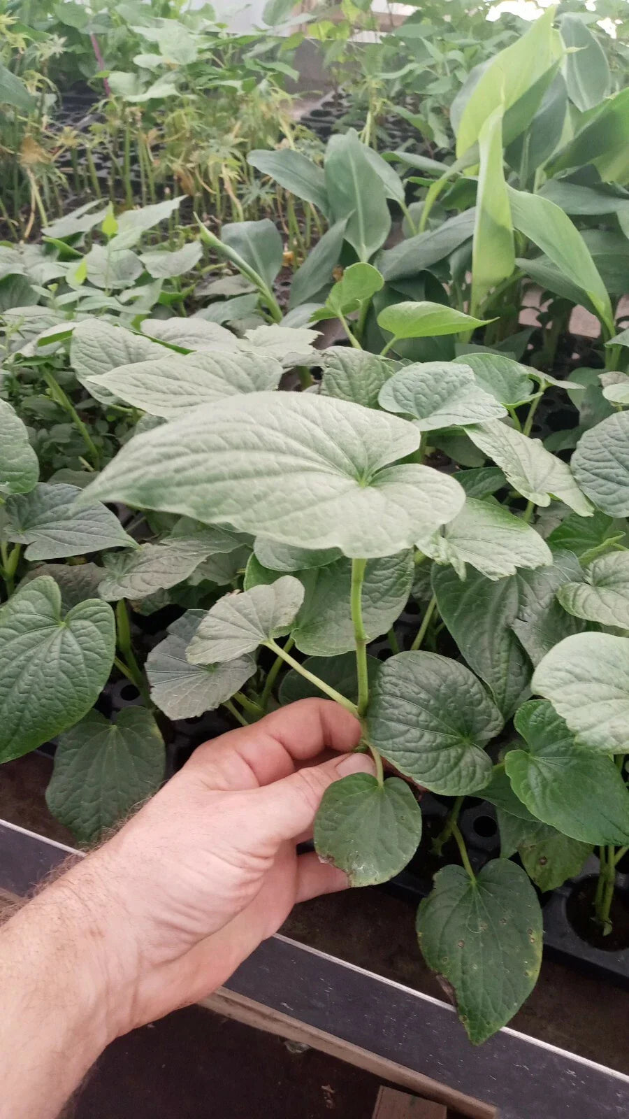 Super Rare Live Piper Methysticum Plant with Rootball