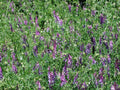 Hairy Vetch Seeds - Nitrogen Fixer Cover Crop - Companion Plant to Tomatoes - Vicia villosa