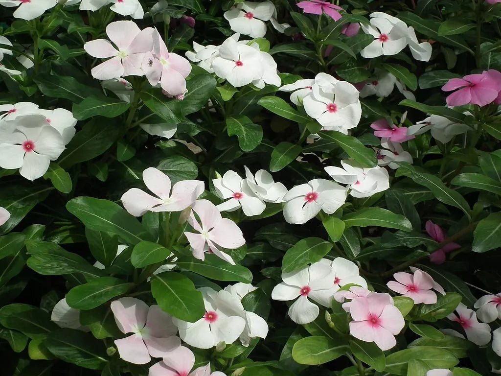 Vinca Seeds 1000 Count Sunsplash White with Eye (Catharanthus roseus) - Non-Californian Shipping, Garden Planting Supplies