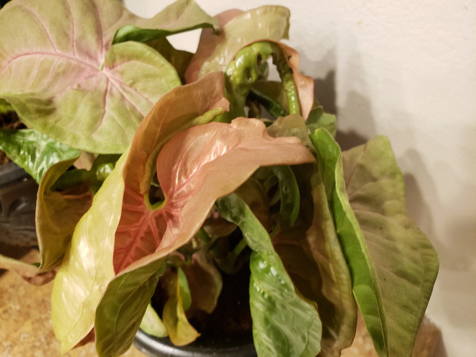 Neon Robusta Syngonium Podophyllum - Pink Arrowhead Vine Plant - Indoor Houseplant