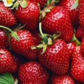 Allstar Junebearing Strawberry Plant - 5 Bare Root Perennial Fruit Plants - Fragaria x ananassa - Large, Sweet Berries