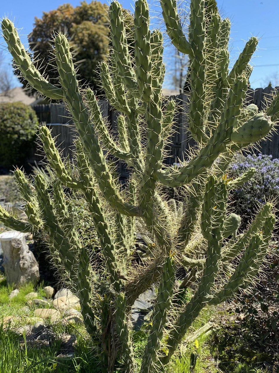 Opuntia Subulata “Eve’s Needle Cactus” Bundle - 8-10" Tall Lot of Cuttings - Prickly Pear Succulent Plant