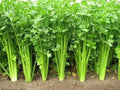 Chinese Celery Seeds - 2500 Non-GMO Heirloom Seeds - Apium graveolens - USA Seller