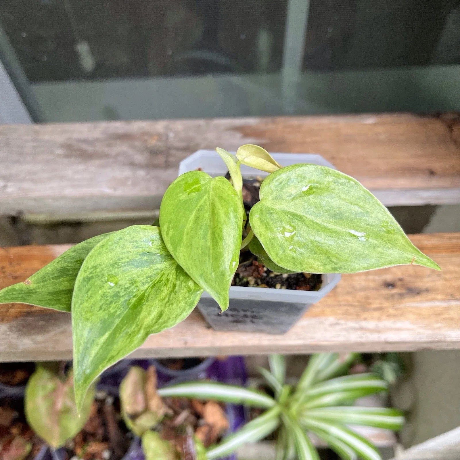 Variegated Heart Leaf Philodendron Plant #1, Hederaceum Variegated, Indoor Houseplant, Green and White Foliage