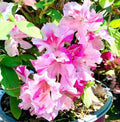 Encore Autumn Twist Azalea Starter Plant - Deciduous Well-Rooted Variety - Unique Colors - Rhododendron x 'Autumn Twist'