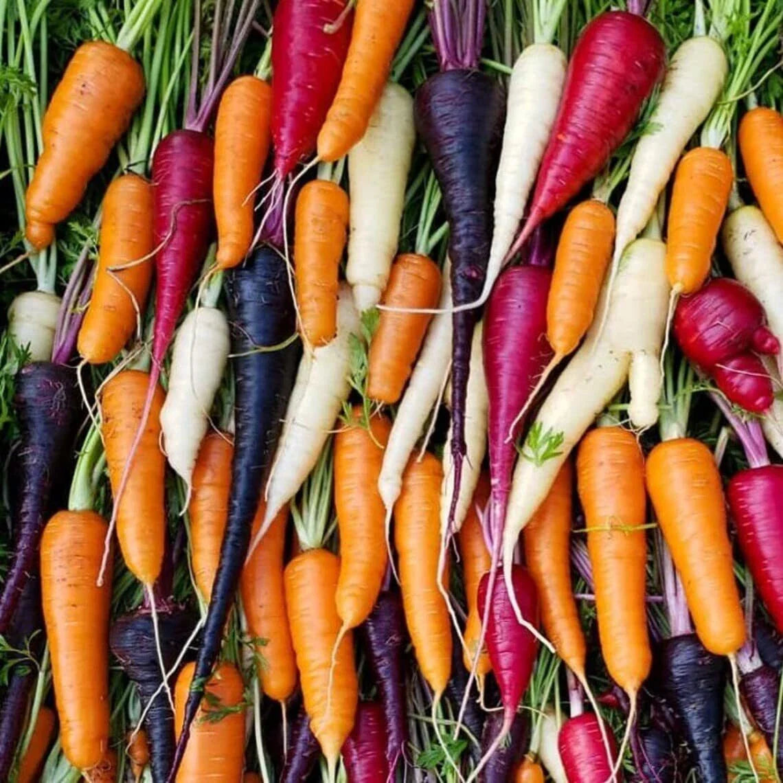 Rainbow Blend Carrot Seeds – 300 Seeds – Colorful Exotic Varieties – Daucus carota