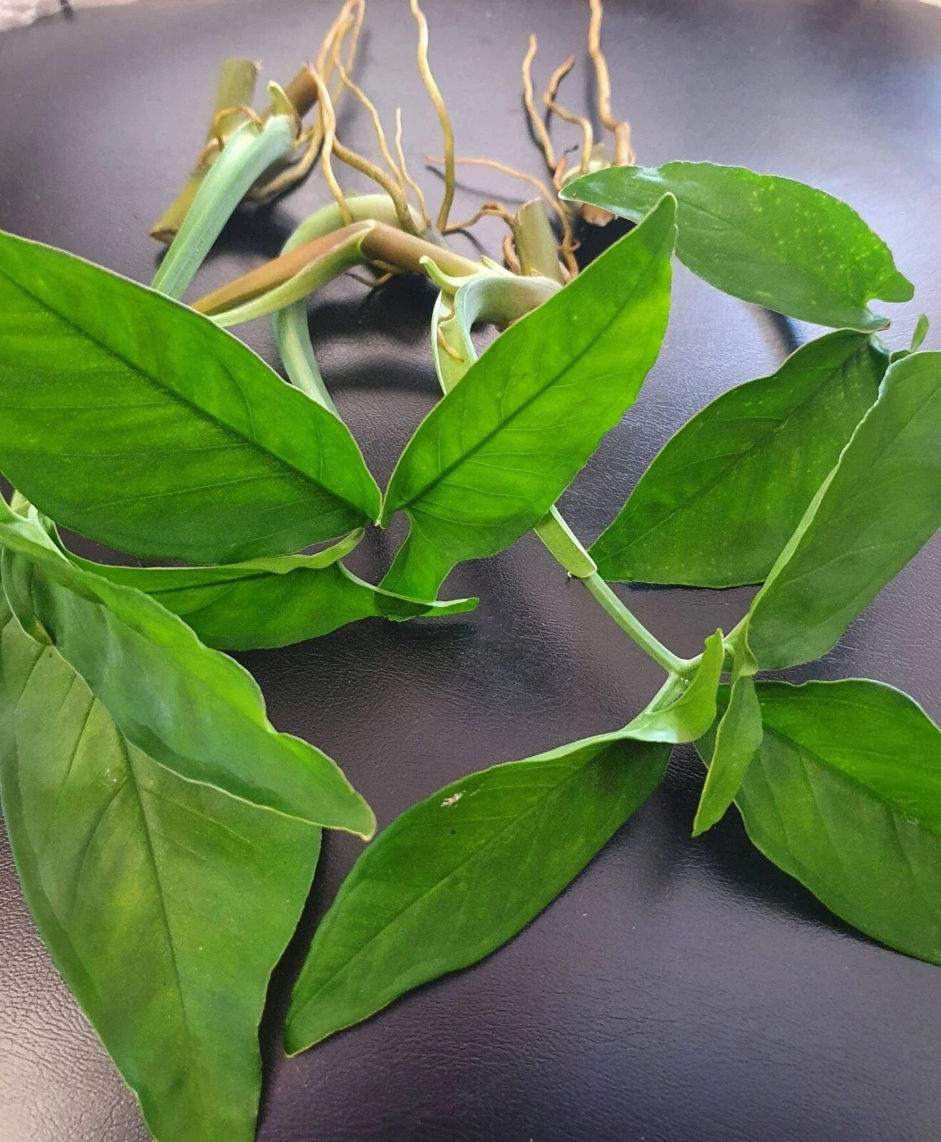All Green Rare Syngonium Cuttings - 5 Air-Rooted Leaf Cuttings, Easy Grower, Indoor Plant Decor, Syngonium podophyllum