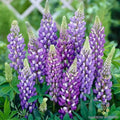 Gallery Blue Lupine Seeds - 25+ Pack for Garden Planting - Lupinus nootkatensis - USA Grown, Free Shipping
