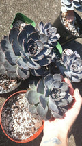 Large Echeveria Black Prince Succulent in 5" Pot with Soil - Live Healthy Plant (Echeveria 'Black Prince')