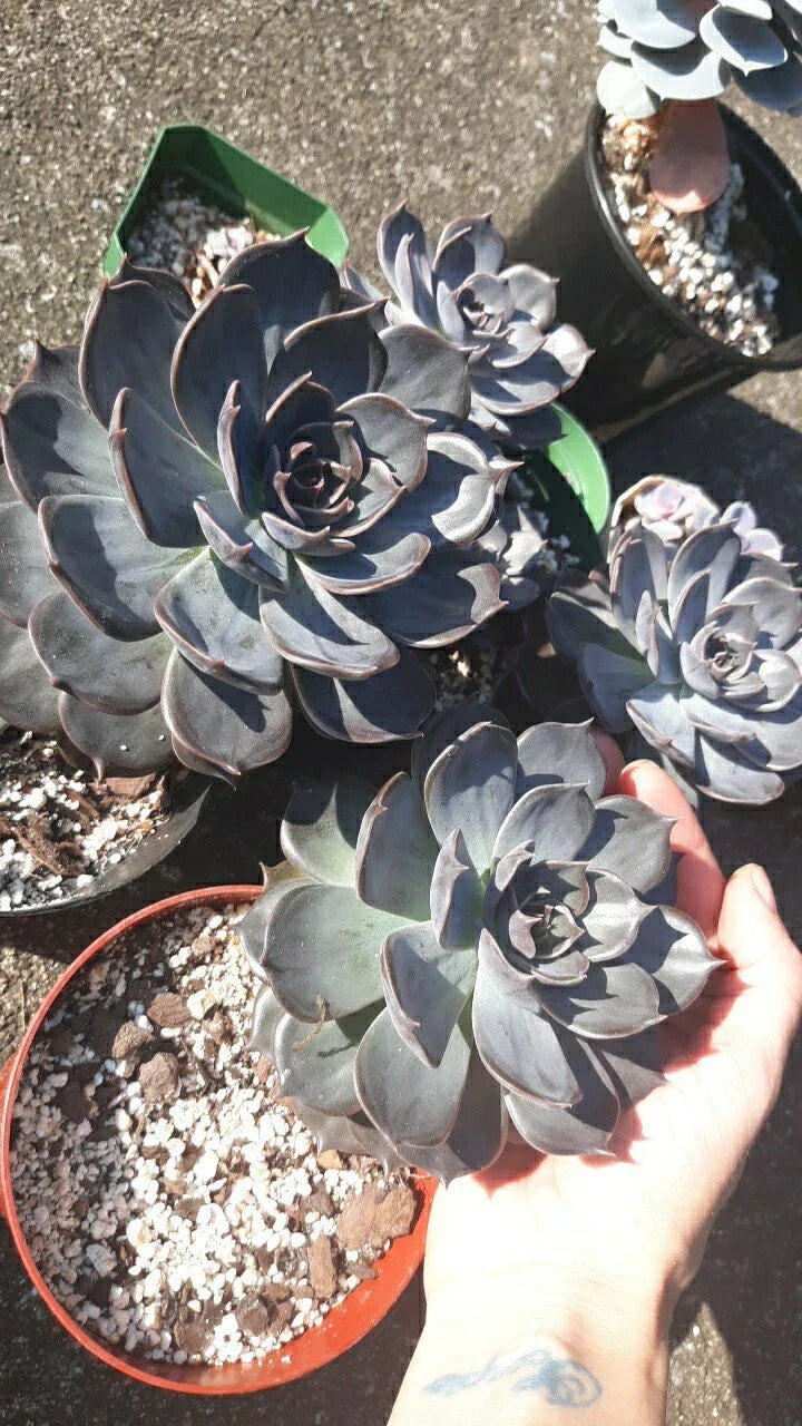 Large Echeveria Black Prince Succulent in 5" Pot with Soil - Live Healthy Plant (Echeveria 'Black Prince')