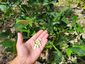Organic Lima Bean Seeds | 5 Seeds | Florida Grown | Southern Vegetable | Phaseolus lunatus