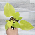 Philodendron Warscewiczii Snowflake | 3" Live Tropical Houseplant | Rare Aroid for Home Decor