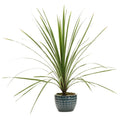 Dracaena Spikes Seeds - 25 Pack - Tropical Indoor Plant - Dracaena spp - USA - Free Shipping