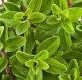 Sweet Marjoram Seeds 2000 Count - Non-GMO Herb Seeds - Origanum majorana - USA Grown