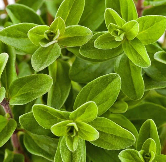 Sweet Marjoram Seeds 2000 Count - Non-GMO Herb Seeds - Origanum majorana - USA Grown