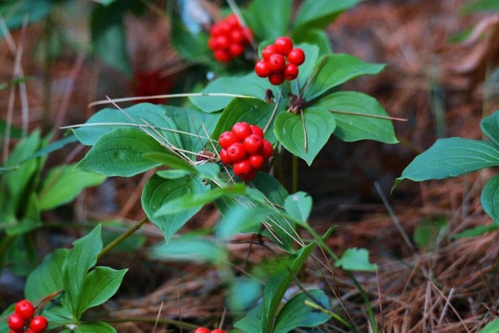 Bunchberry Bush Seeds - 30 Seeds for Planting - Cornus Canadensis - Bunchberry Dogwood