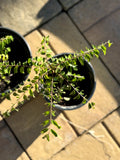Curry Leaf Plant, Bare Root, Aromatic Leaves, Murraya koenigii, 4-6 Inches