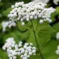 White Snakeroot Seeds - Eupatorium rugosum - Native Wildflower Seeds for Garden or Pollinator Planting