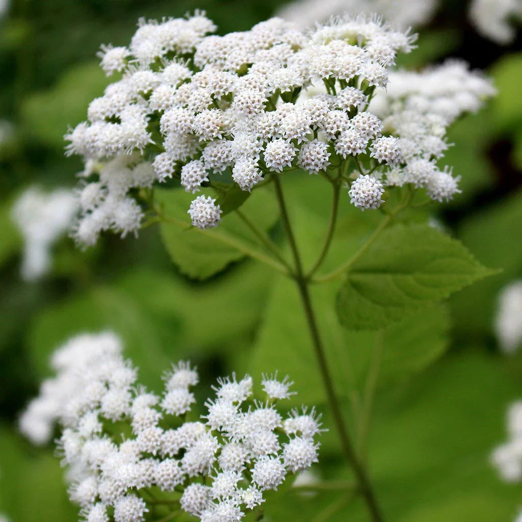 White Snakeroot Seeds - Eupatorium rugosum - Native Wildflower Seeds for Garden or Pollinator Planting