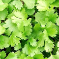 Cilantro Seeds | NON-GMO Heirloom | Fresh Garden Seeds | Coriandrum sativum