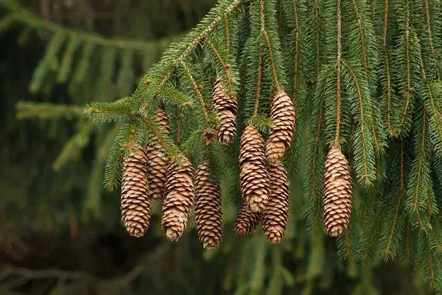 Norway Spruce Tree Seeds - 50 Count - Beautiful Evergreen - Picea Abies