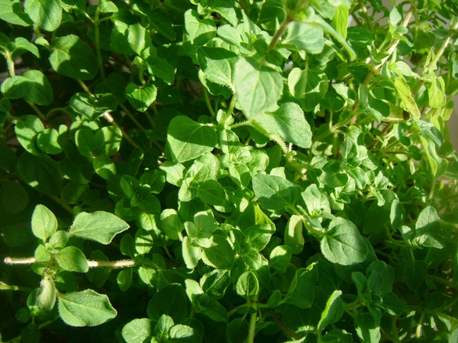 Thyme Herb Seeds - 1000 Count - Common Variety (Thymus vulgaris) - Culinary Herb for Gardens and Containers