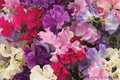 Mammoth Mix Sweet Pea Seeds - 50+ Seeds for Garden Planting - Lathyrus odoratus - USA