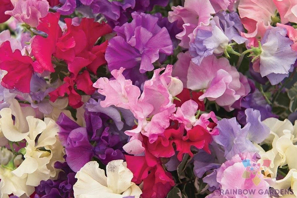 Mammoth Mix Sweet Pea Seeds - 50+ Seeds for Garden Planting - Lathyrus odoratus - USA