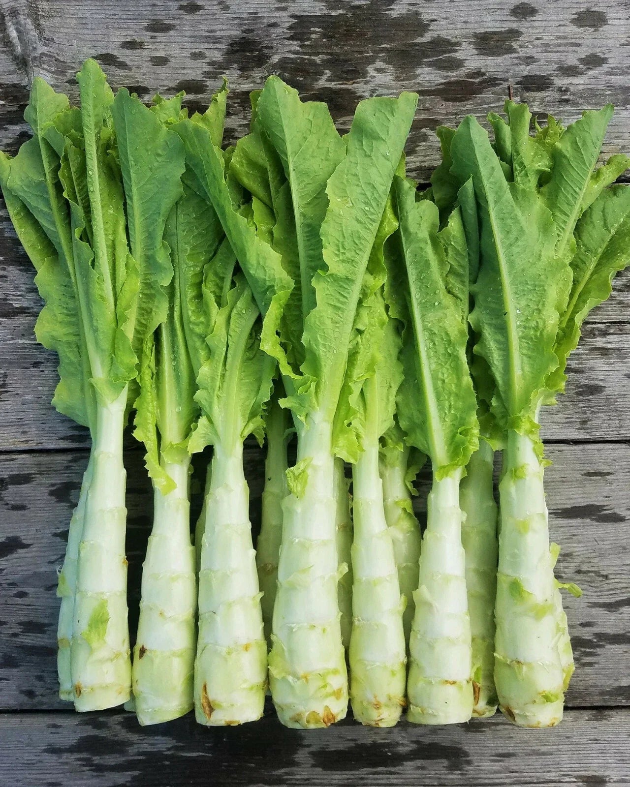 Celtuce Seeds | Summer 38 | Chinese Stem Lettuce | 莴笋 | Asian Vegetable Seed | 2025