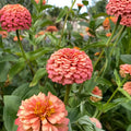 Oklahoma Salmon Zinnia Seeds - 100+ Pack for Garden Planting - Zinnia elegans - USA Grown, Free Shipping