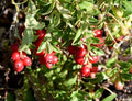 American Cranberry Bush Seeds - 100 Count - Vaccinium macrocarpon - Ideal for Planting