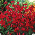Penstemon Seeds - 200 Non-GMO Red Hummingbird Perennial Beardtongue - USA Grown - Easy to Grow Garden Flowers