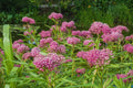 Swamp Milkweed Seeds 200 Pcs - Asclepias incarnata - Butterfly Garden Seeds for Monarch Butterflies