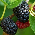 Dwarf Mulberry Tree Starter Plug 5 Pack - Dwarf Everbearing Morus sp - Bare Root Fruit Plants for Home Garden
