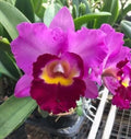 Orchid Plant 2.5" Pot Rlc. Shannon Conner 'Pink Paradise'
