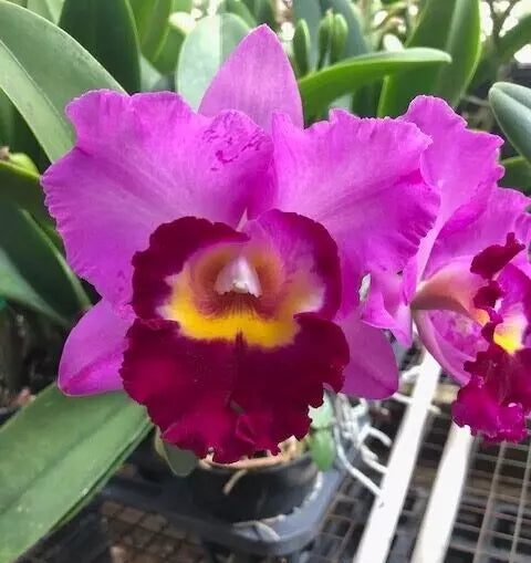 Orchid Plant 2.5" Pot Rlc. Shannon Conner 'Pink Paradise'