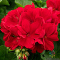 Calliope Dark Red Geranium - 25 Seeds for Garden Planting - Pelargonium x hortorum - USA
