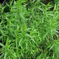 Russian Tarragon Seeds - 1,500 Heirloom Non-GMO Seeds - Artemisia dracunculus - Free Shipping