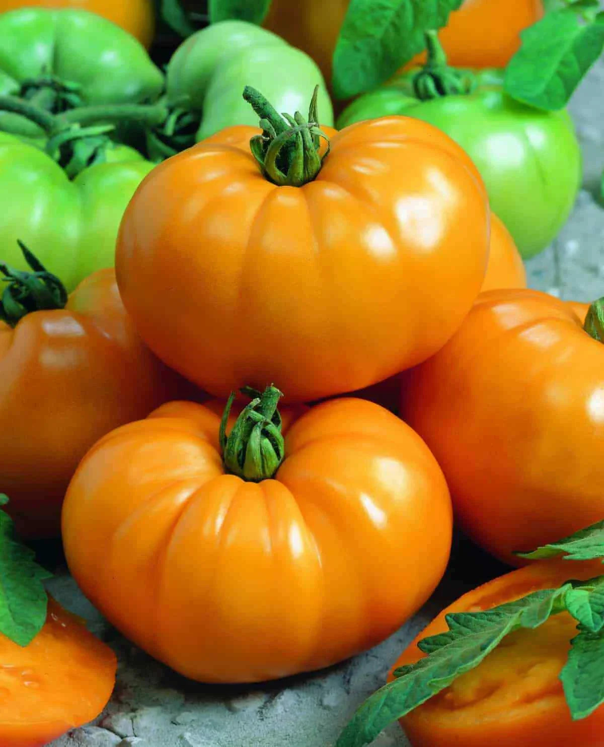 Tomato Slicer Seeds 1000 Count Chef's Choice Yellow (Solanum lycopersicum) - Hearty, Sweet, Disease Resistant, Beefsteak Type