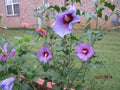 Rose of Sharon Cuttings - 5 Pieces, Purple/Blue - Hibiscus syriacus - 5x8" Long