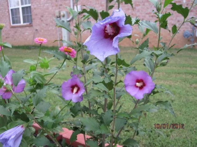 Rose of Sharon Cuttings - 5 Pieces, Purple/Blue - Hibiscus syriacus - 5x8" Long
