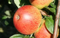 25+ Charles Ross Apple Seeds for Planting - Heirloom Variety - Malus domestica - USA